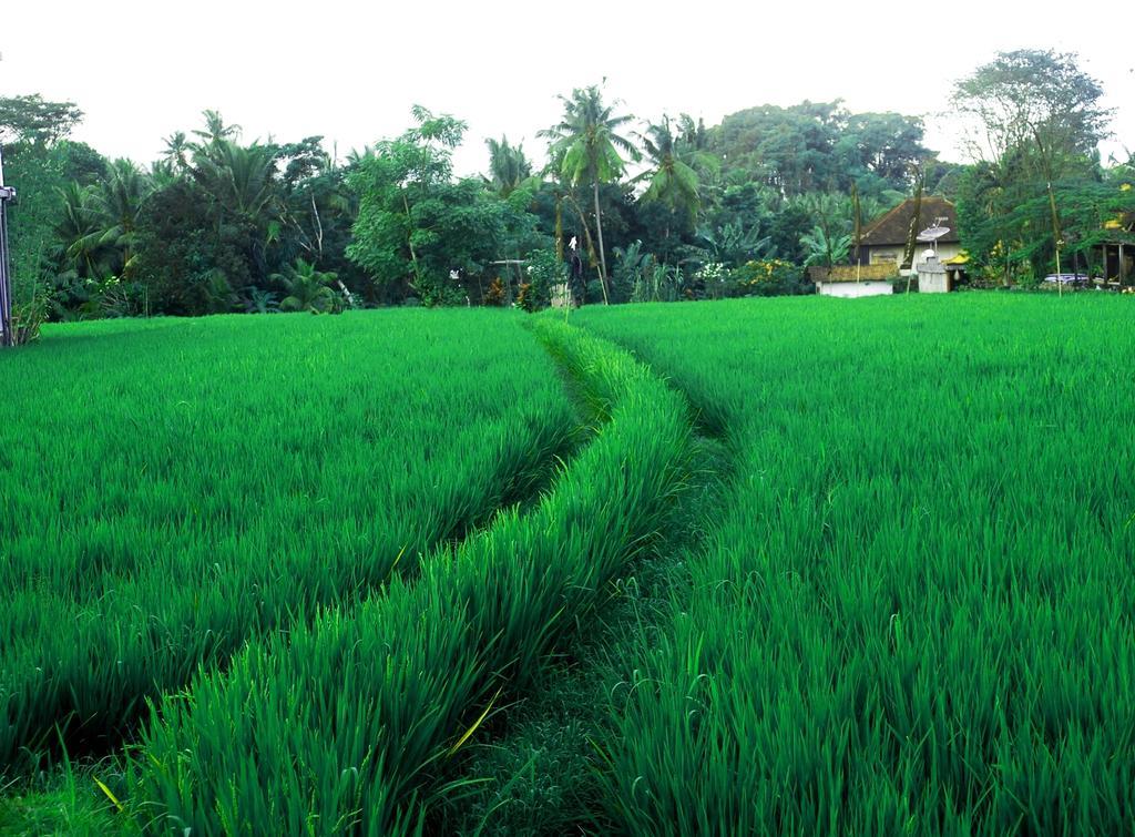 Adi Santia Bungalows Ubud  Bagian luar foto
